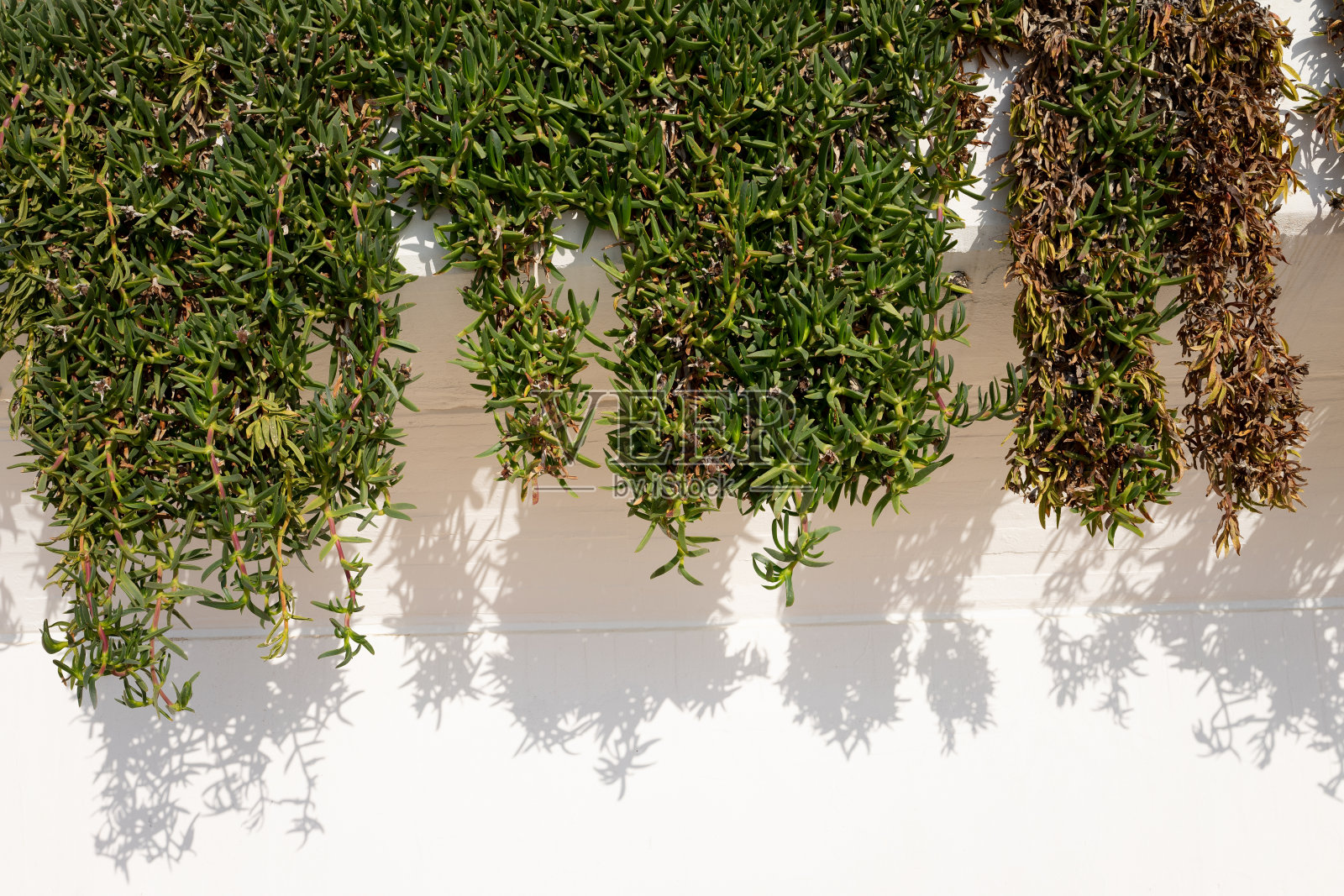 Hengende栽培植物。照片摄影图片