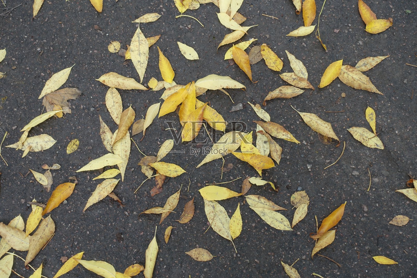 10月潮湿的柏油路上白蜡树的黄色落叶照片摄影图片