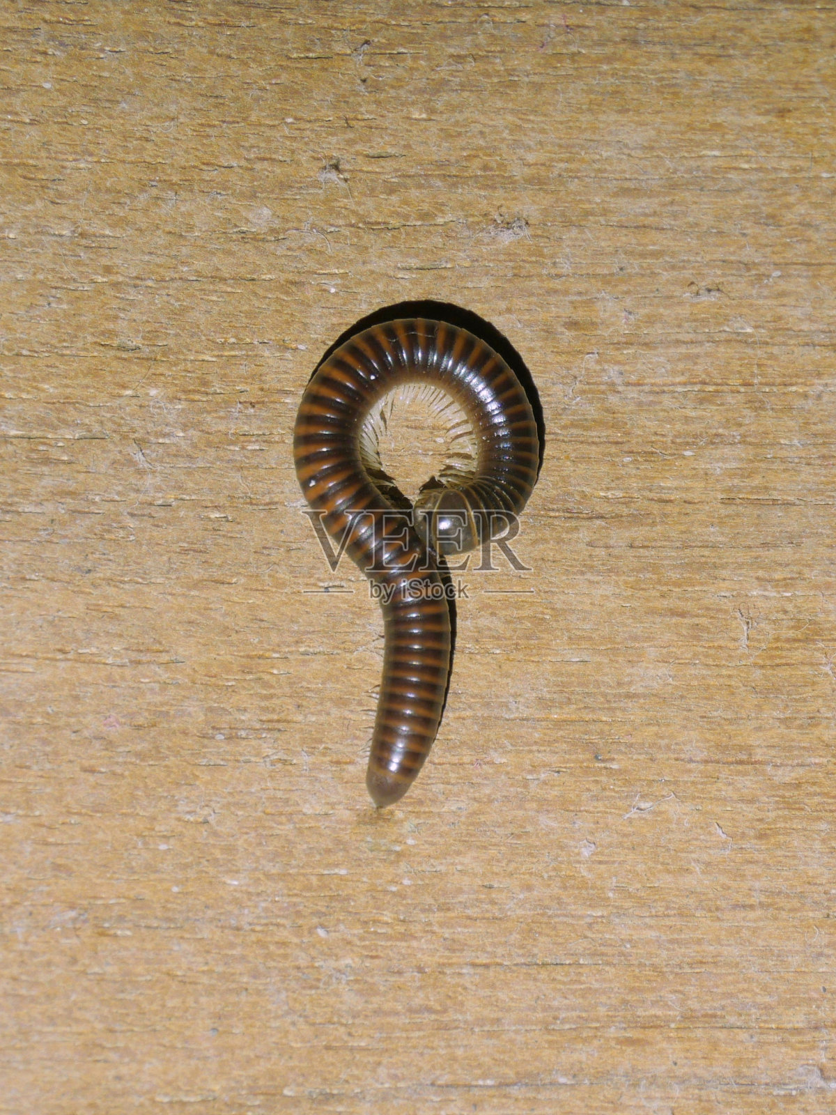 千足虫，一种长着许多像蜈蚣一样的腿的昆虫，绕着圈爬上来照片摄影图片