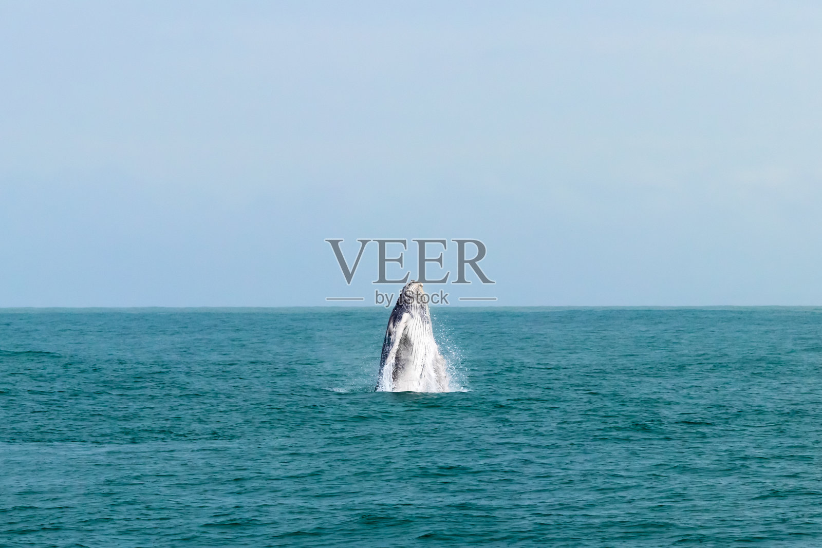 哥斯达黎加的座头鲸照片摄影图片