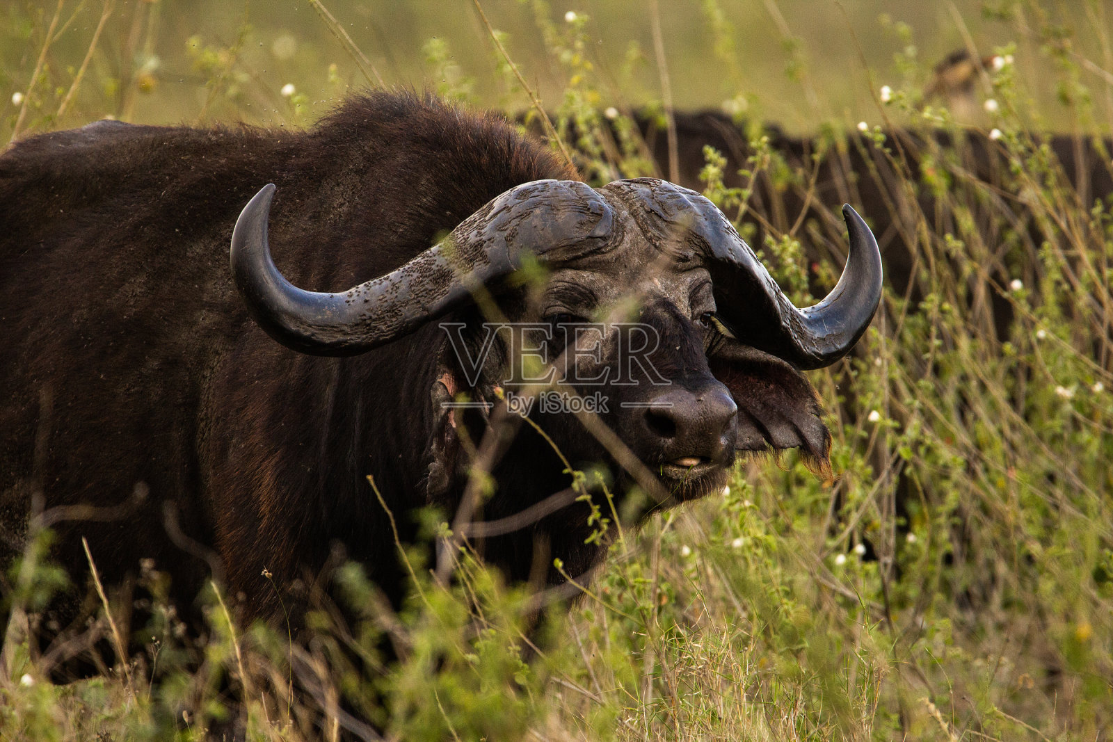 水牛看照片摄影图片