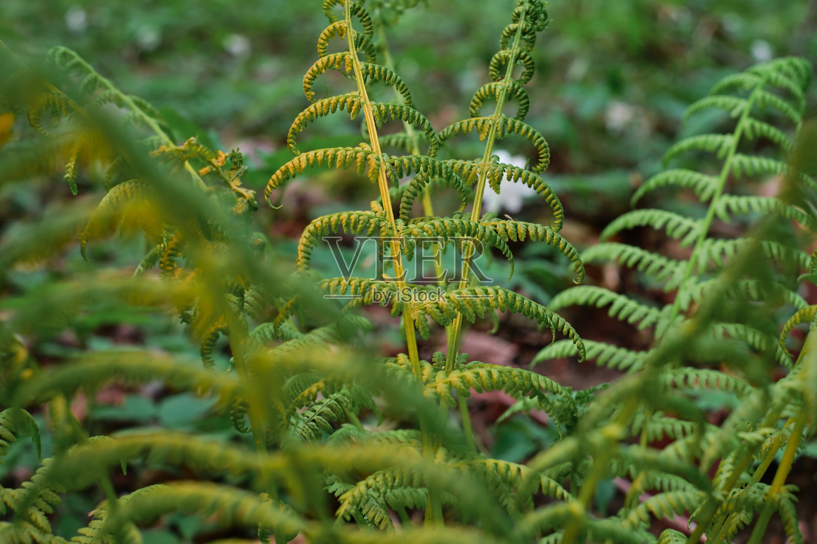 在温暖的春天夕阳下的螺旋蕨，在斯堪的纳维亚的森林空地上的光。嫩绿的嫩芽滚动着。选择软焦点照片摄影图片