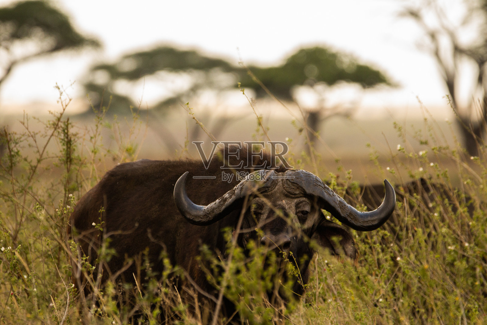 水牛看照片摄影图片