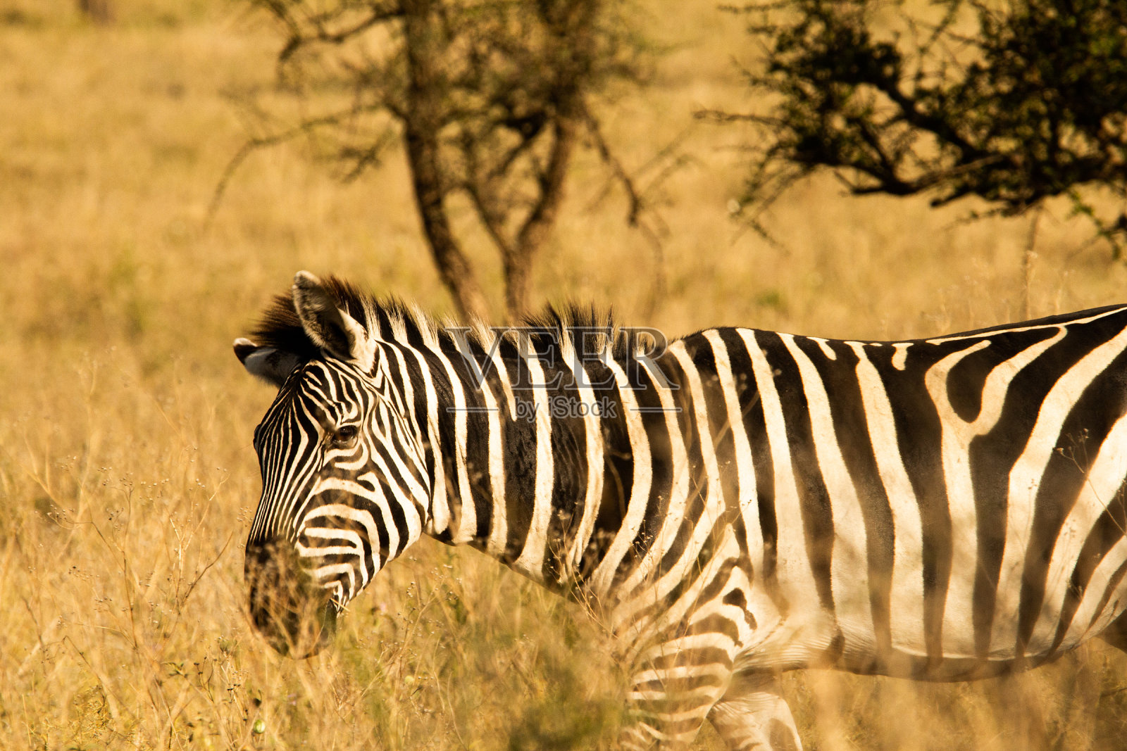 斑马跑照片摄影图片