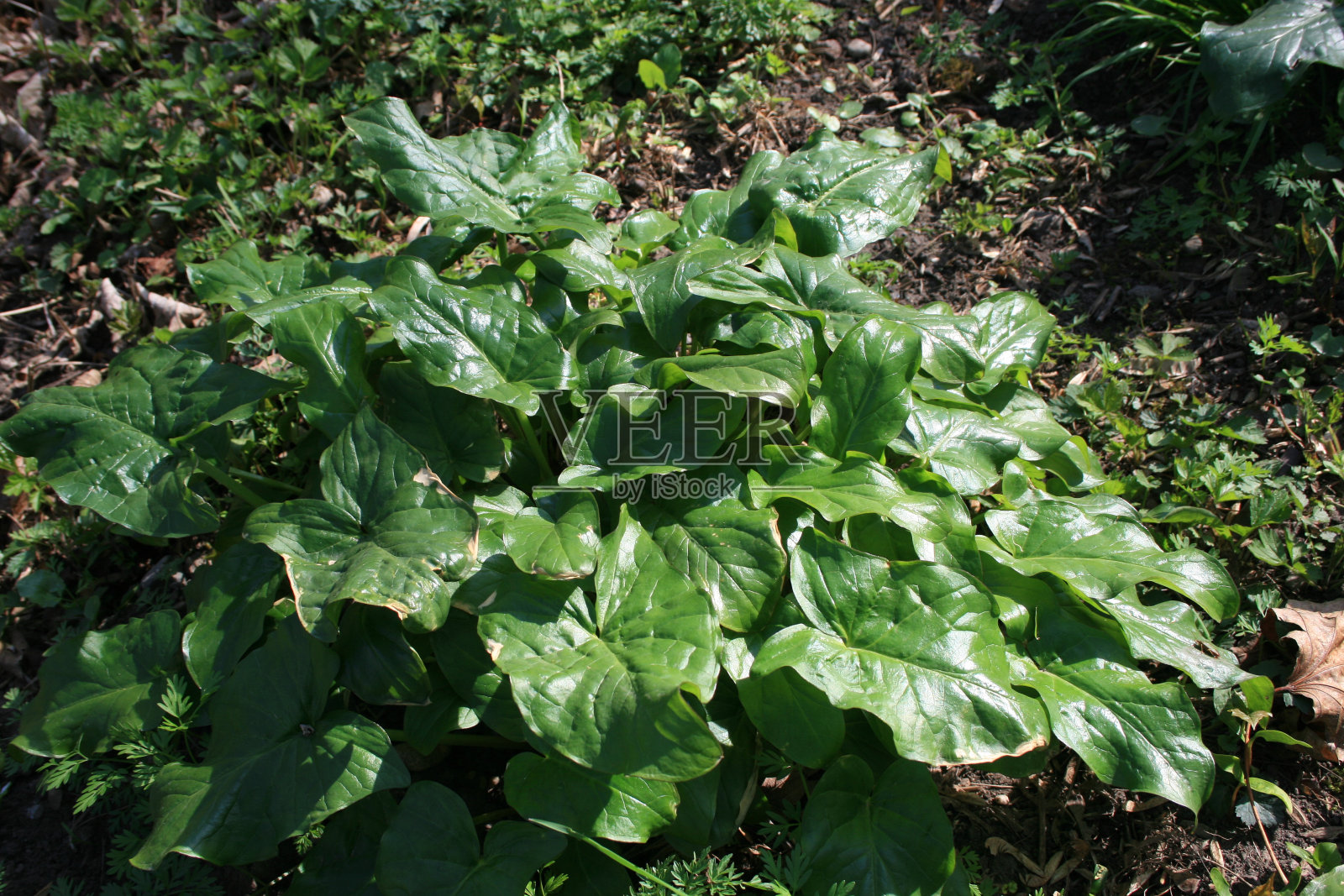 植物的叶子照片摄影图片