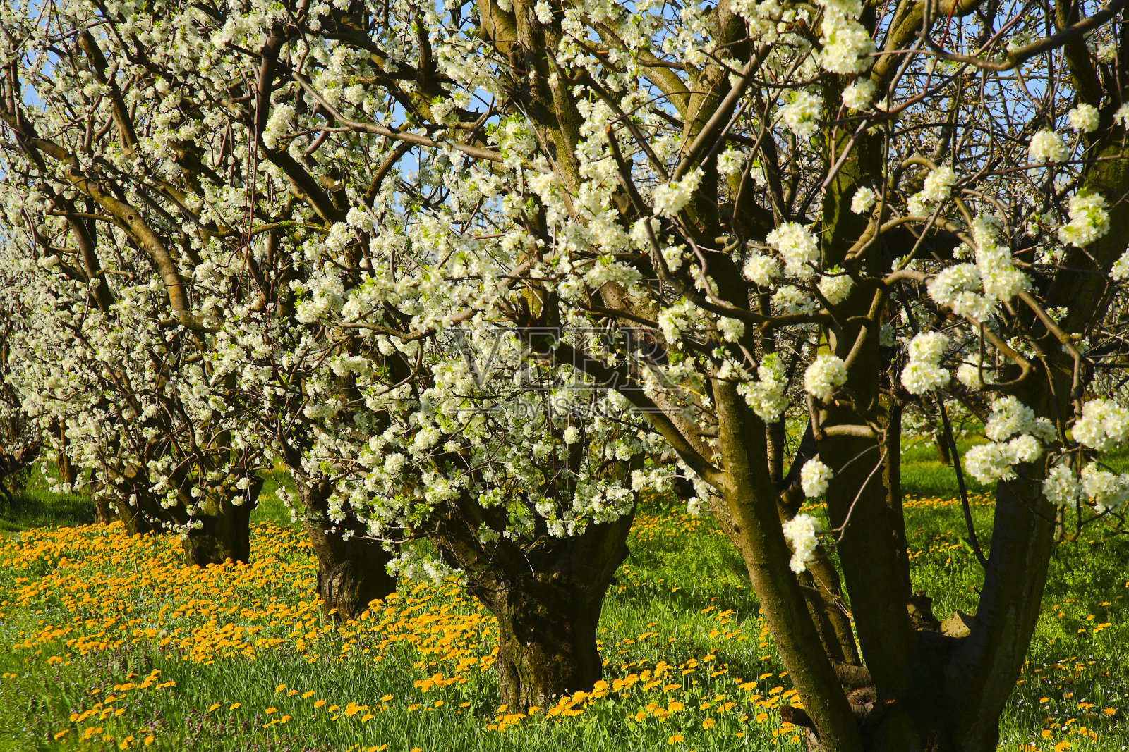 艾米莉亚·罗玛格纳帕维拉的全景照片摄影图片