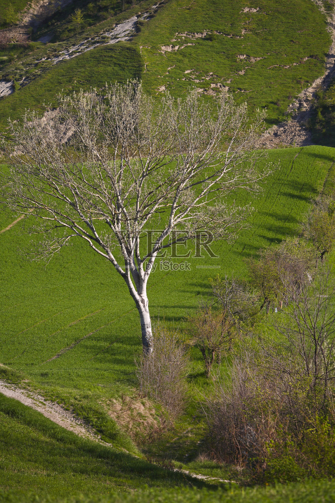 艾米莉亚·罗玛格纳帕维拉的全景照片摄影图片