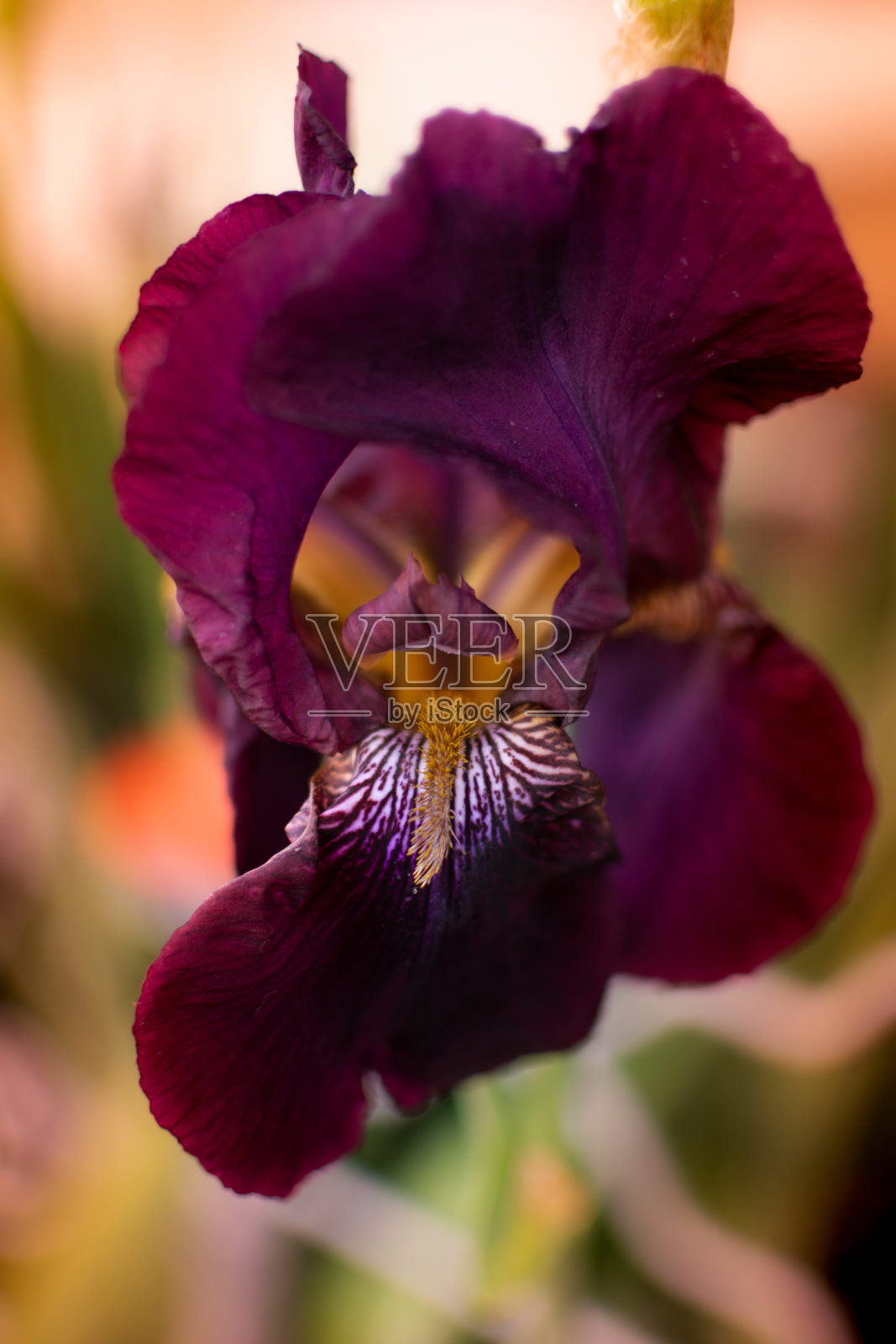 鸢尾花特写微距摄影照片摄影图片