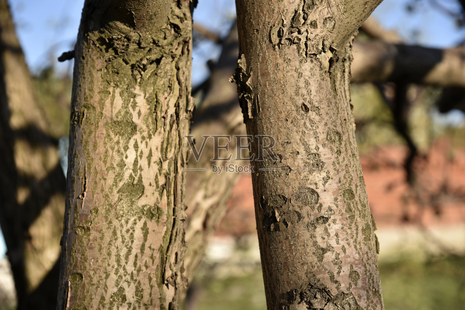 春天花园里有苹果树的树干和树皮照片摄影图片