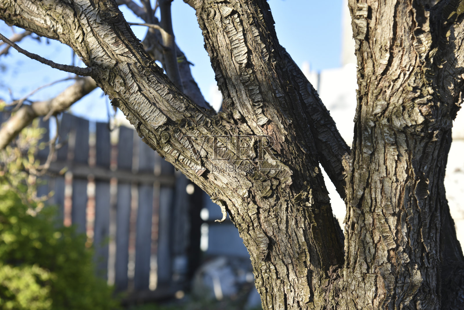 春天花园里有苹果树的树干和树皮照片摄影图片