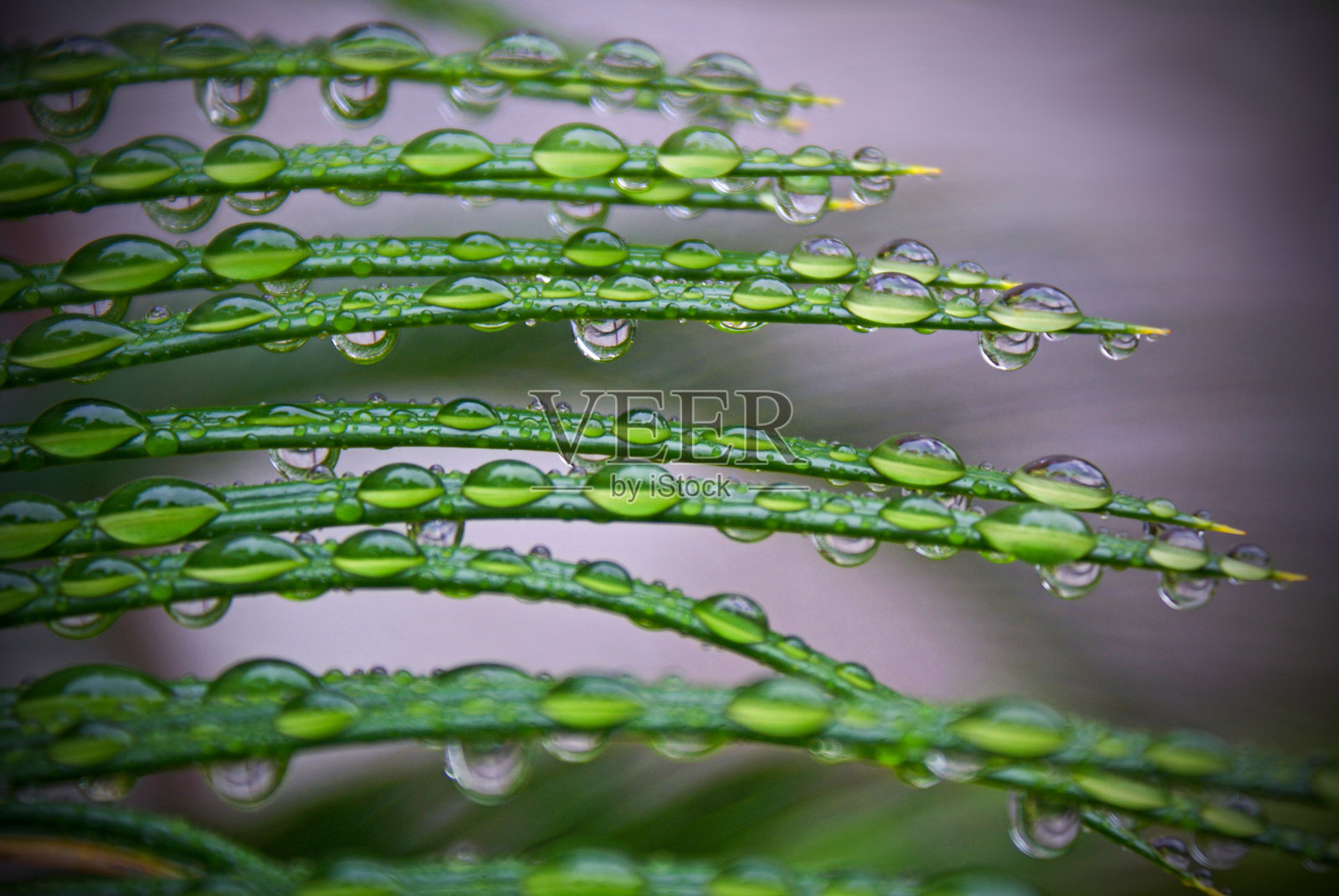 雨滴照片摄影图片