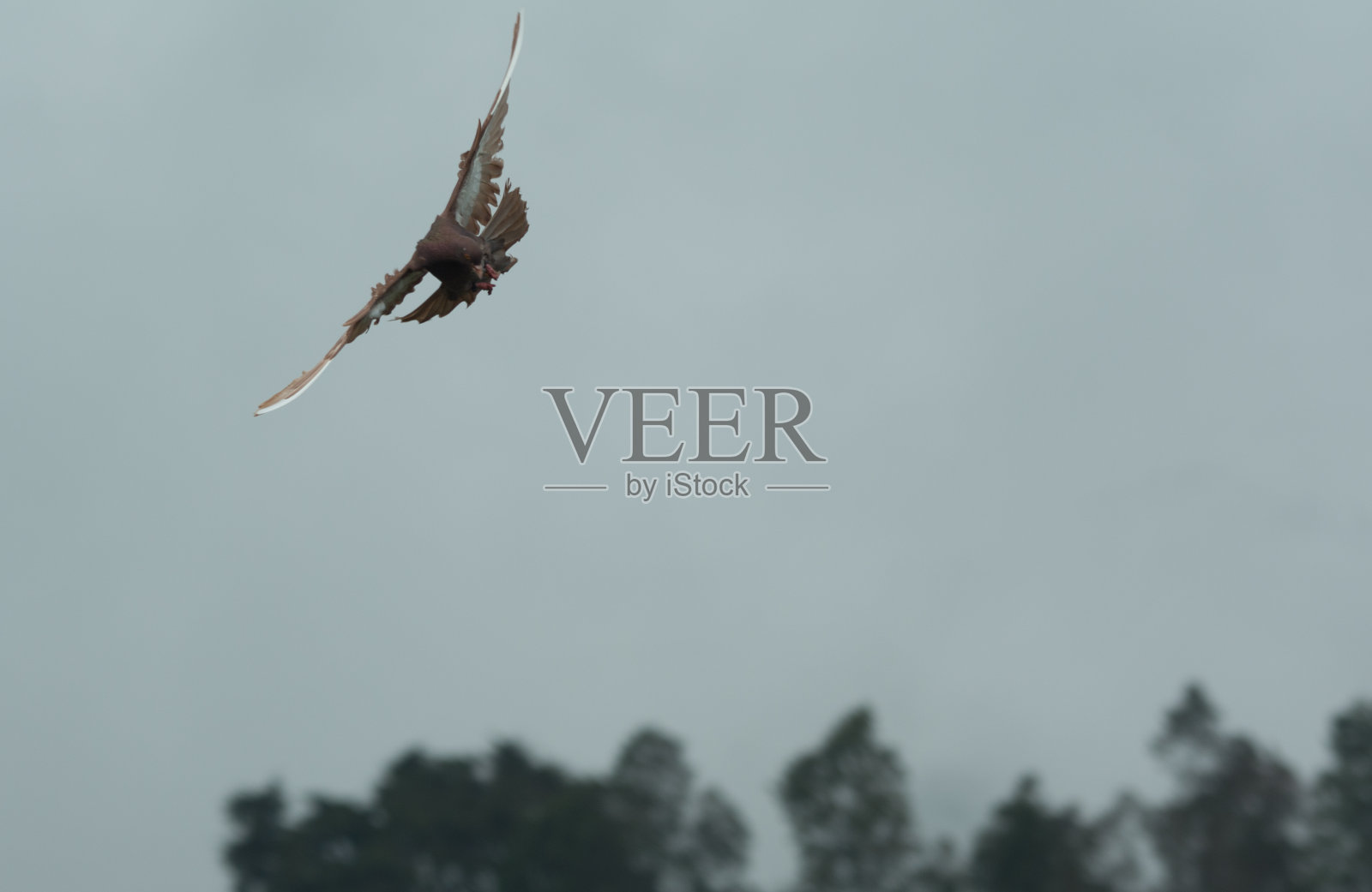 赛鸽照片摄影图片