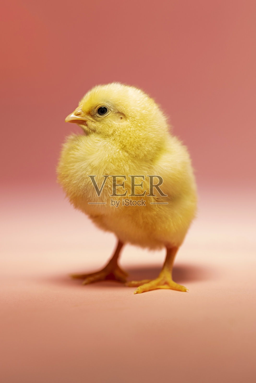 可爱的黄色普利茅斯岩石小鸡照片摄影图片