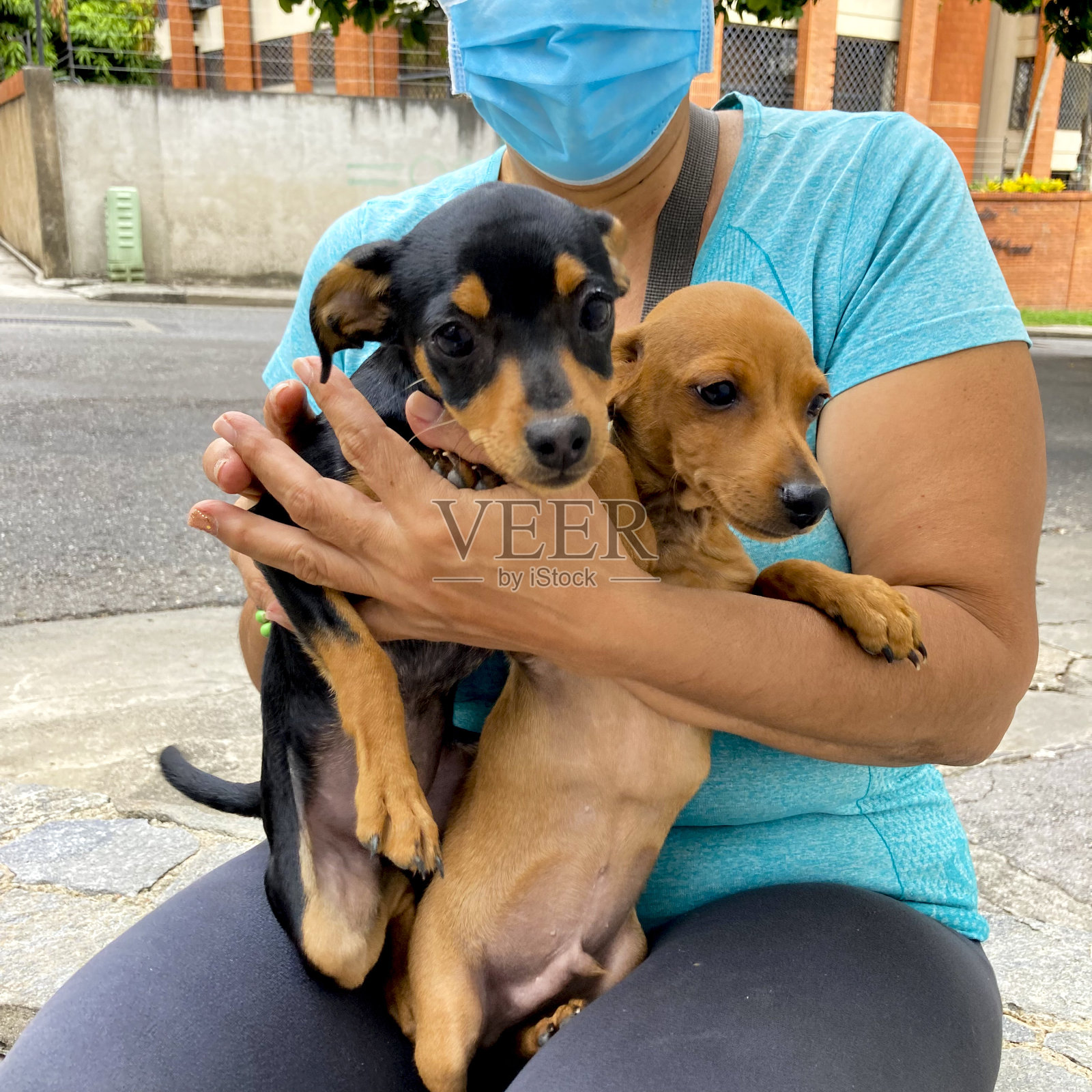 女人怀里抱着两只可爱的小狗照片摄影图片