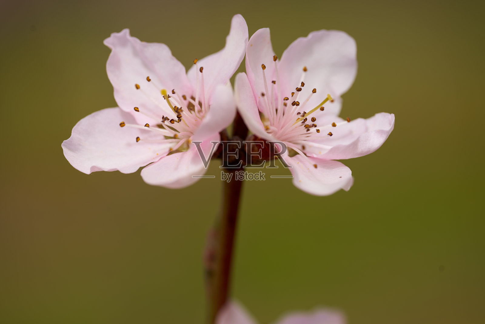 桃树花特写照片摄影图片