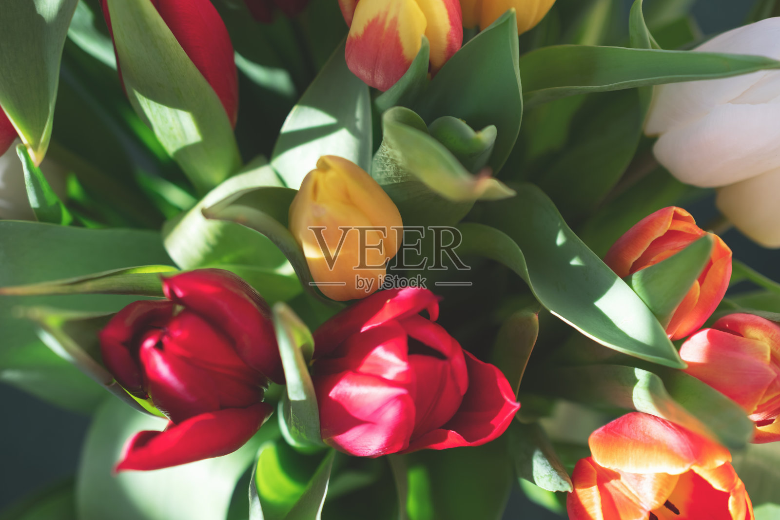 一束郁金香的特写照片摄影图片