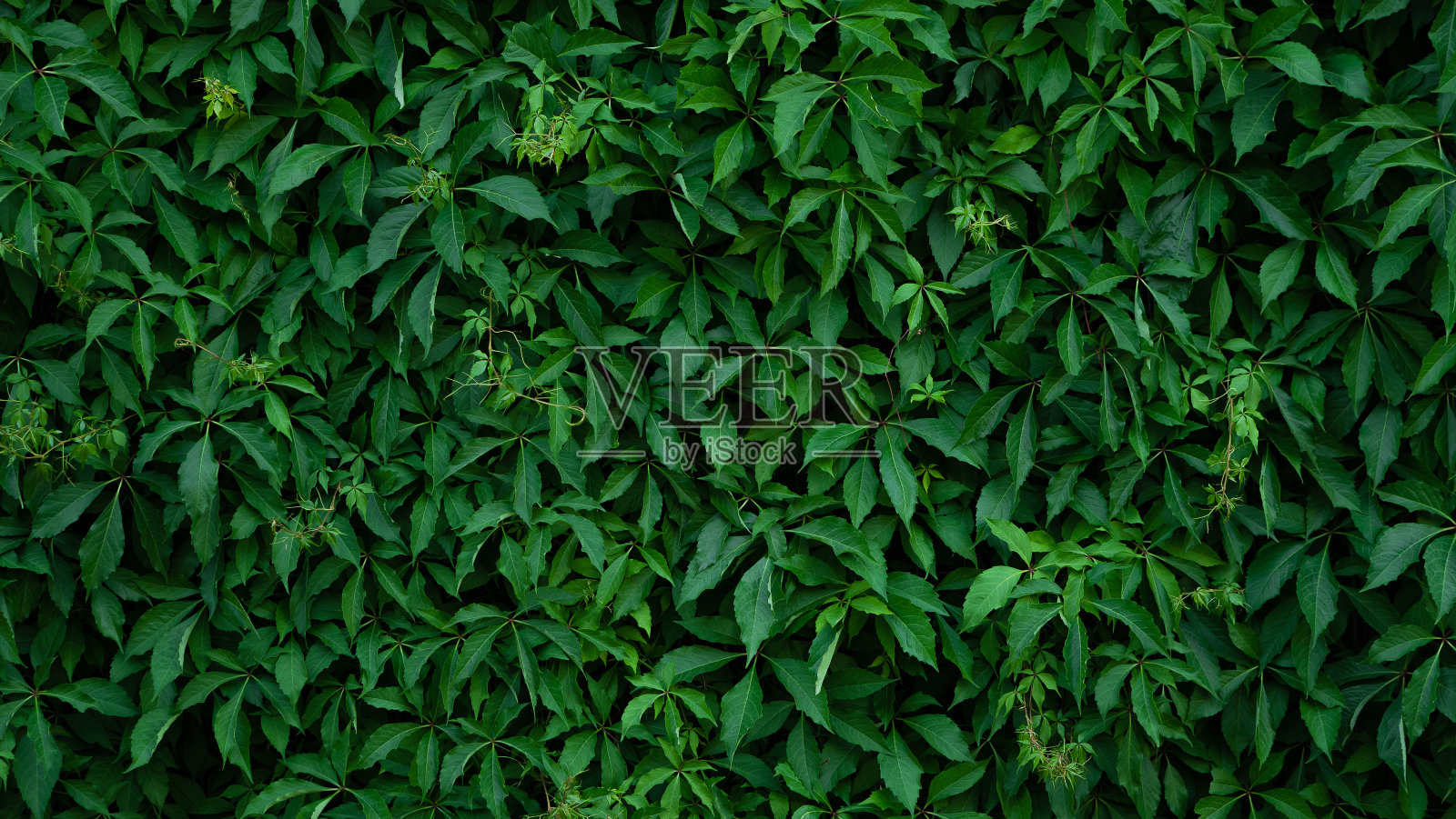 绿色照片摄影图片