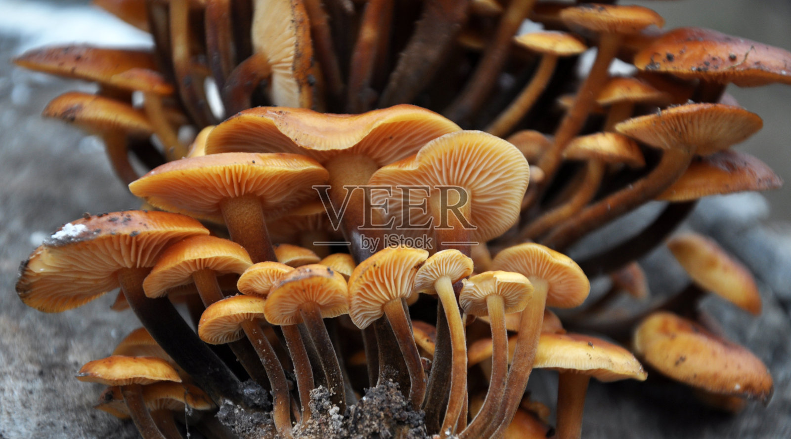 金针菇冬季真菌生长在森林中照片摄影图片