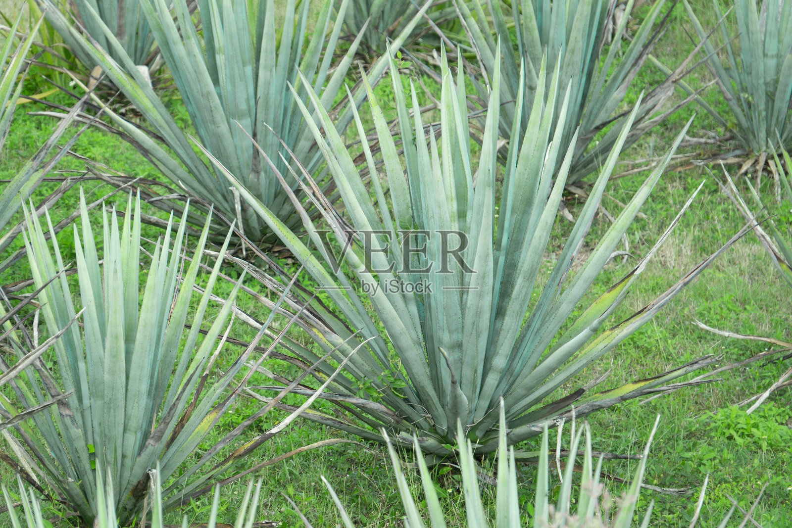 蓝色龙舌兰灌木近距离在绿色的草地。在墨西哥种植龙舌兰用于龙舌兰酒生产。照片摄影图片