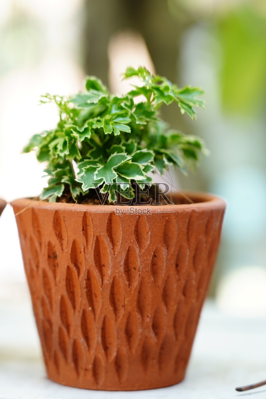 小花盆中的仙人掌照片摄影图片