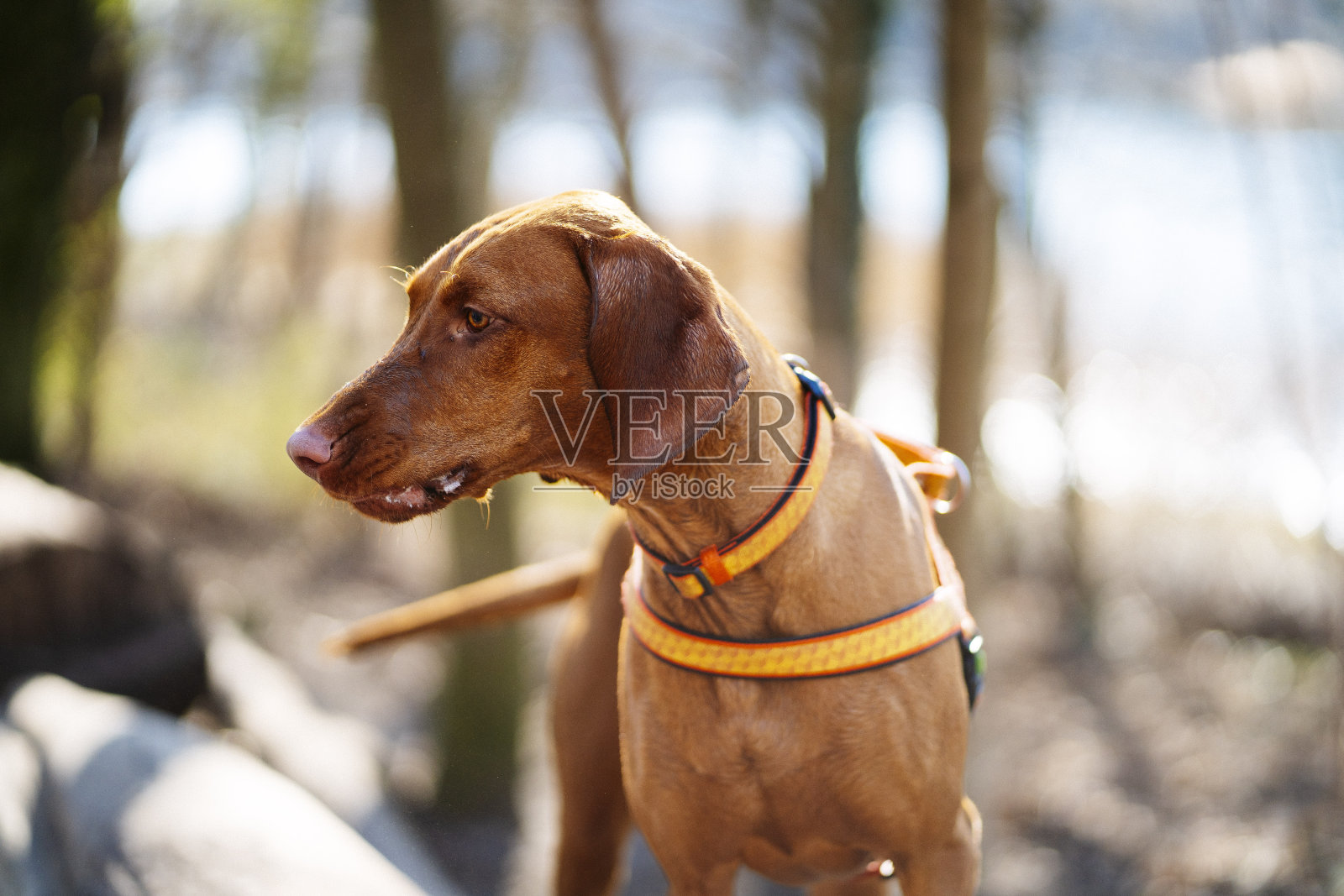 森林里一个戴着马具的维兹拉女孩照片摄影图片