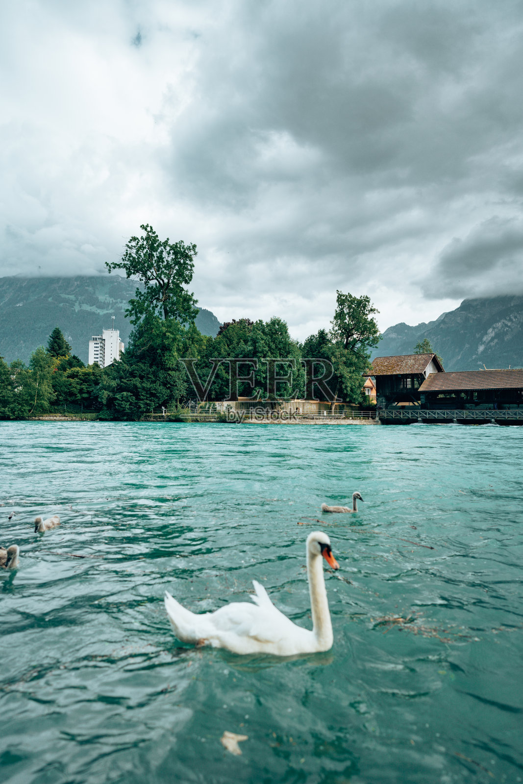 瑞士湖里的鸭子照片摄影图片