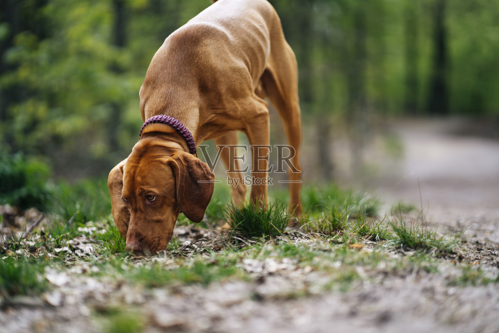 年轻的公狗在森林里嗅来嗅去照片摄影图片
