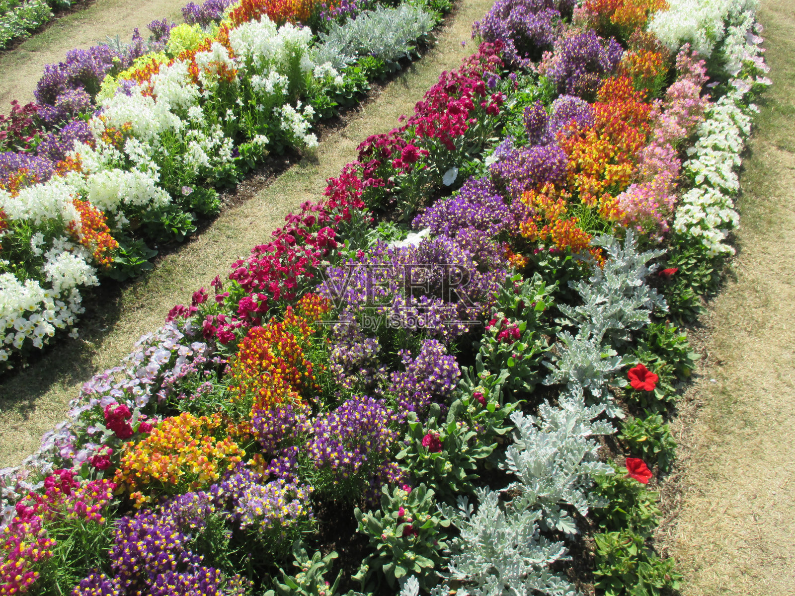 春天的花坛里姹紫嫣红照片摄影图片