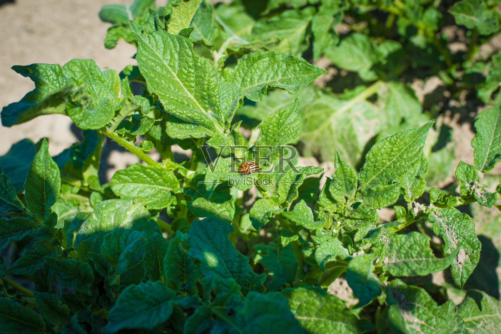 年轻的土豆照片摄影图片