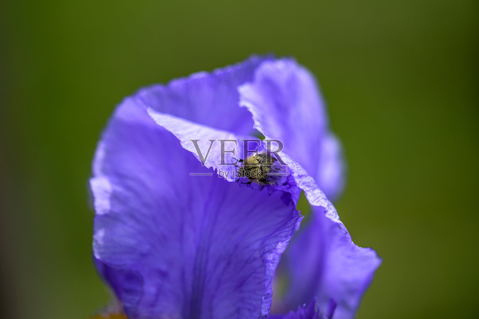 虹膜照片摄影图片