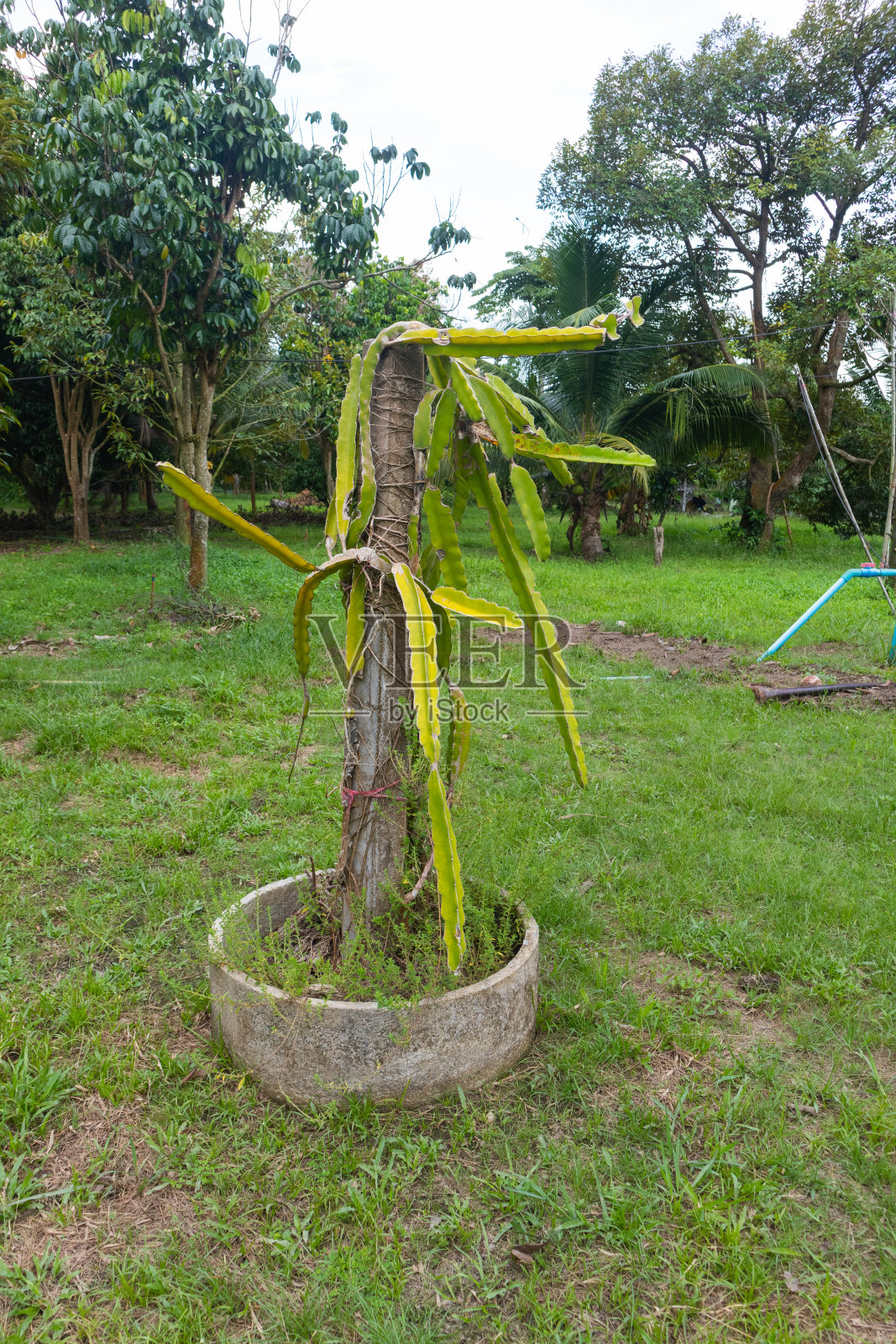 泰国户外龙果树农场照片摄影图片
