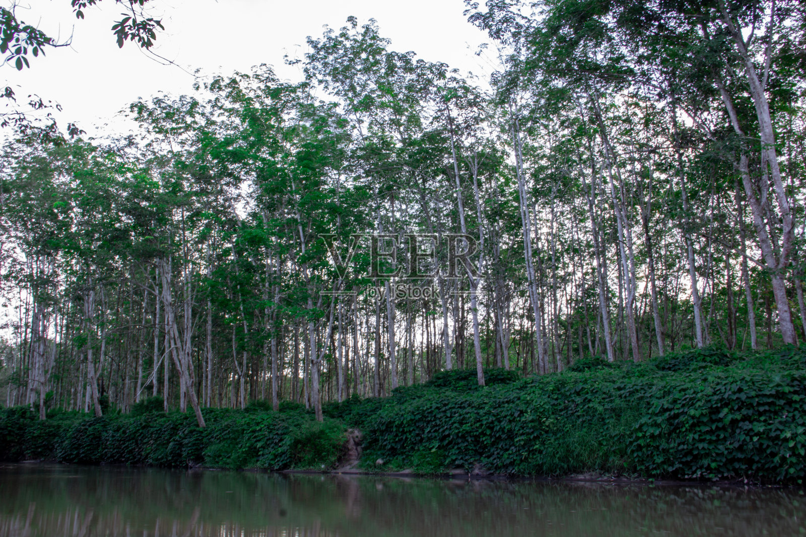 橡皮树照片摄影图片