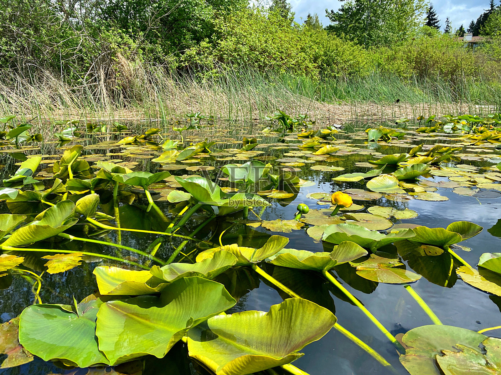 巴林杰湖的百合花照片摄影图片