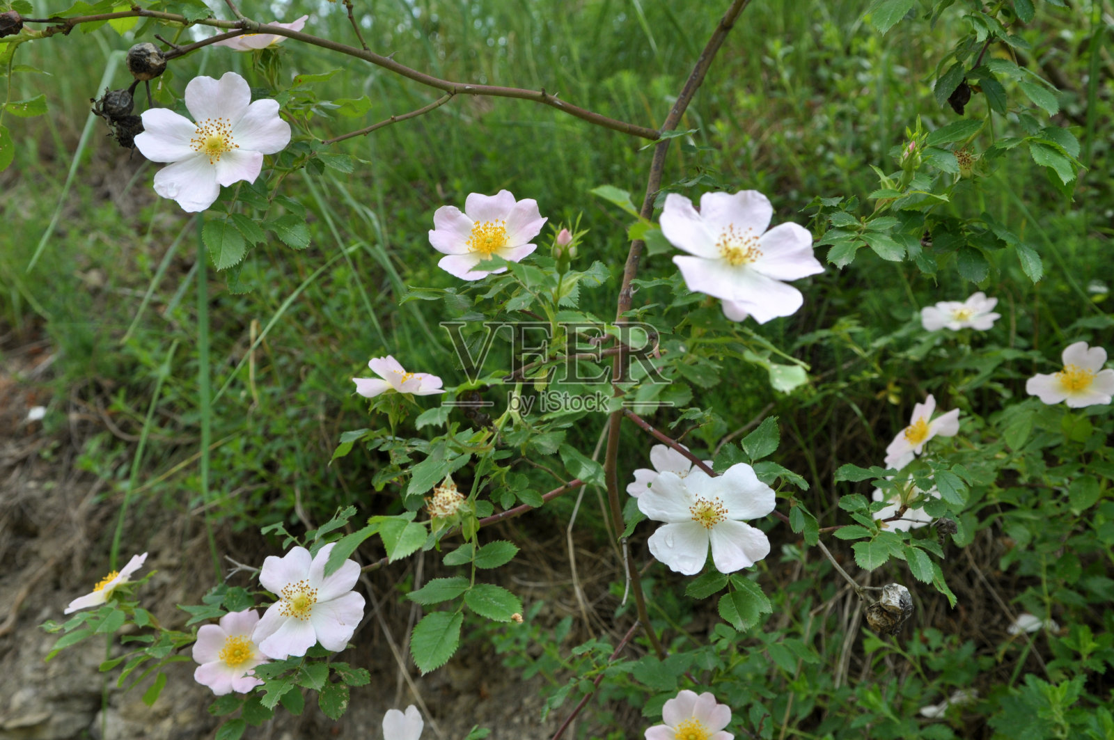玫瑰果在灌木的枝头上开花照片摄影图片