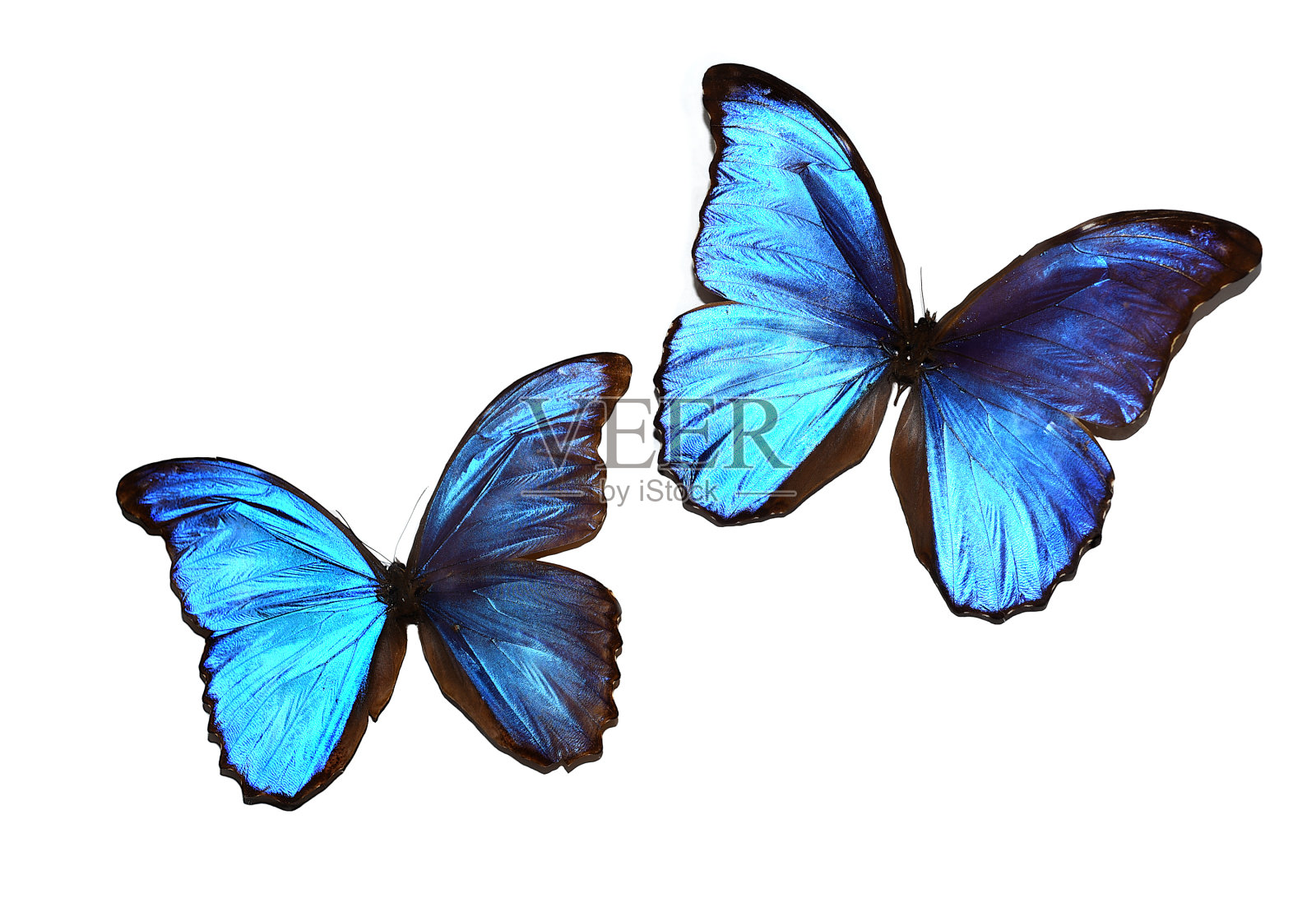 白色背景下的大闪蝶和凤蝶照片摄影图片
