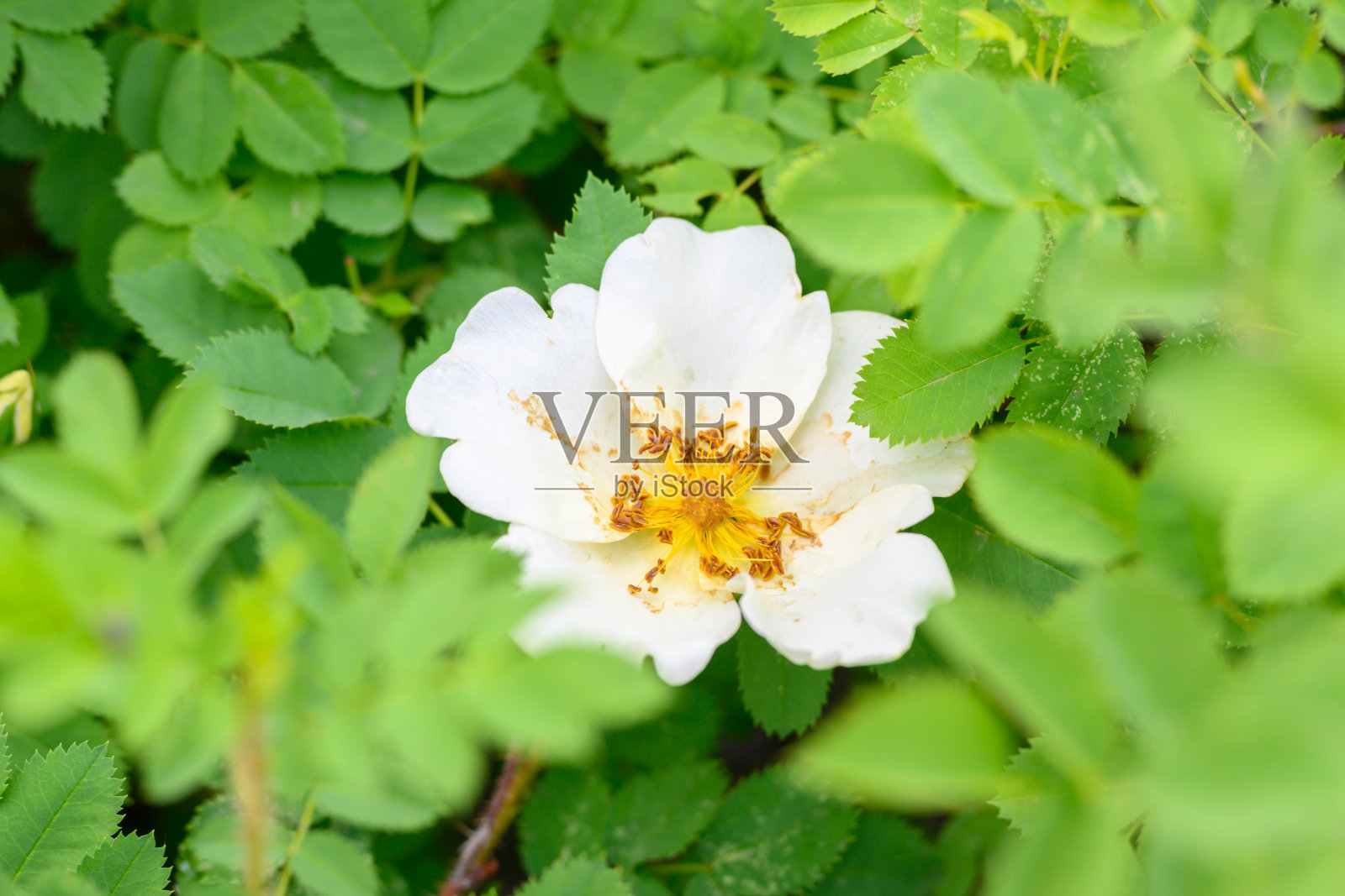 春天盛开的鲜花。美丽的盛开的野生玫瑰灌木(狗玫瑰，蔷薇)。照片摄影图片