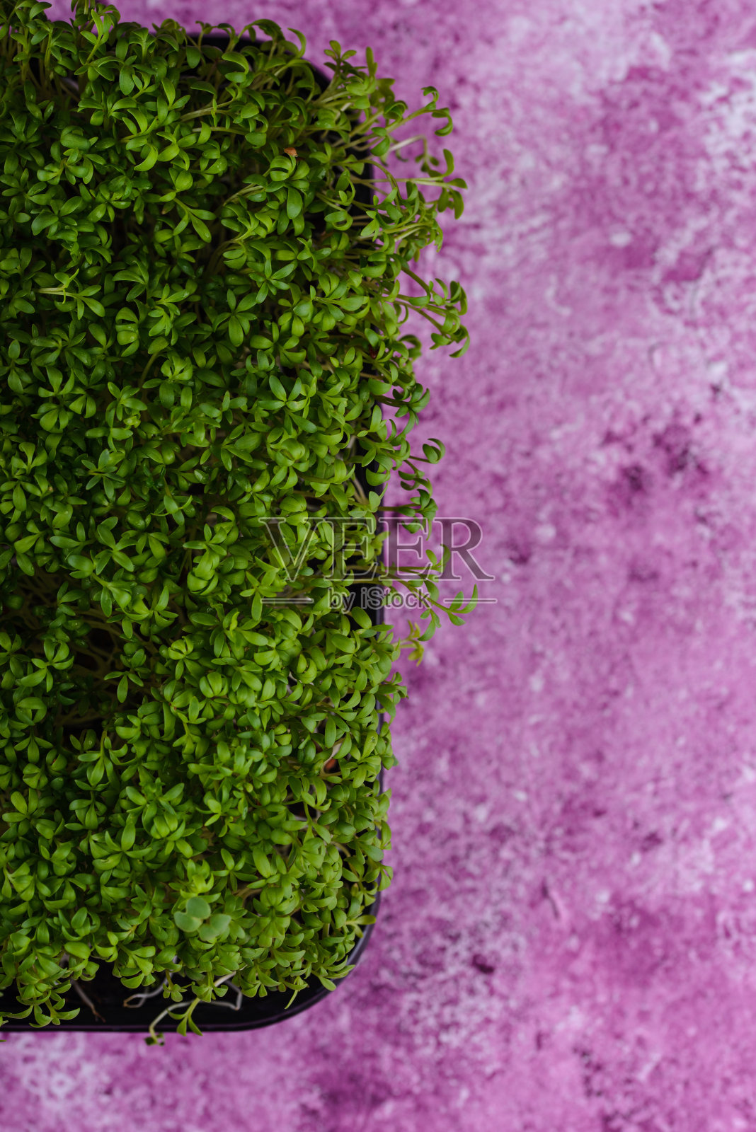 豆瓣菜沙拉的微绿豆芽。照片摄影图片