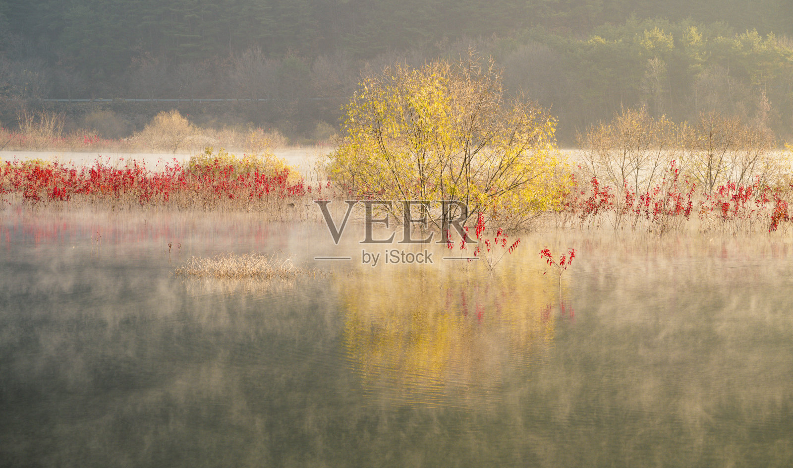 秋叶洒在湖岸，水雾氤氲。照片摄影图片