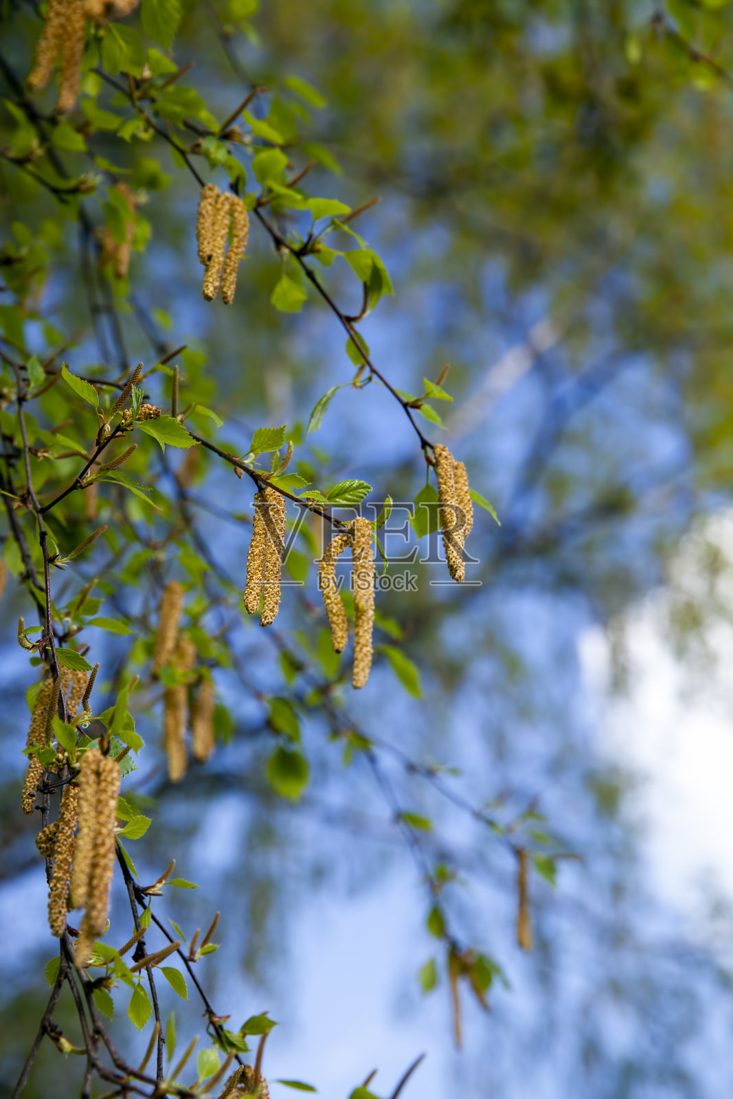 春天的桦树在开花的时候会有很多耳环照片摄影图片