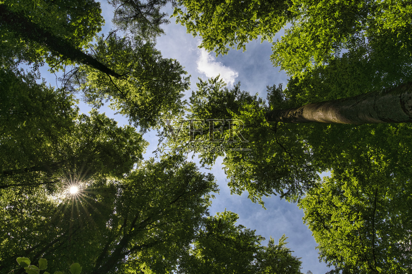 一个伟大的观点到树木方向的天空在五月与美丽的太阳，德国照片摄影图片