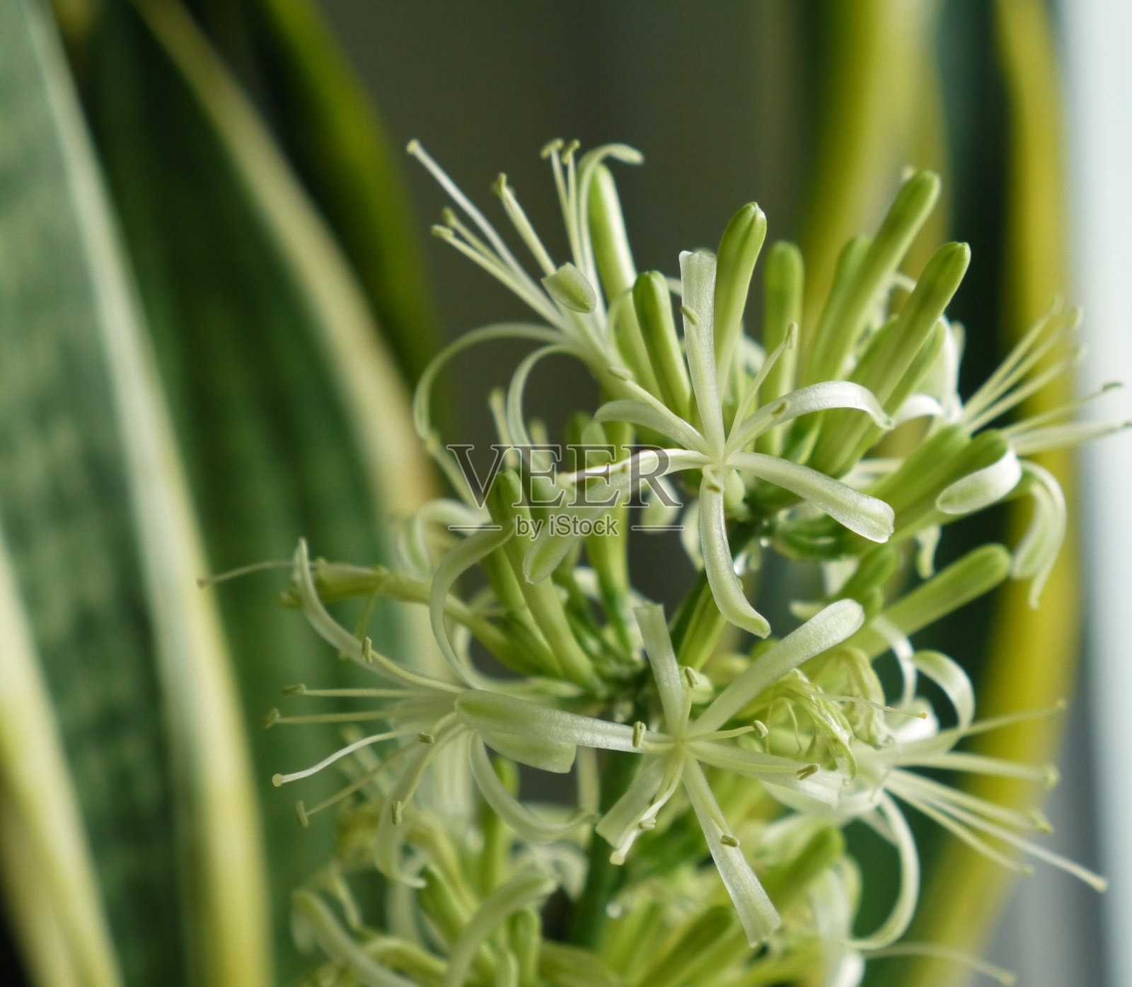 樱花盛开的特写镜头。家用植物花卉宏照片摄影图片