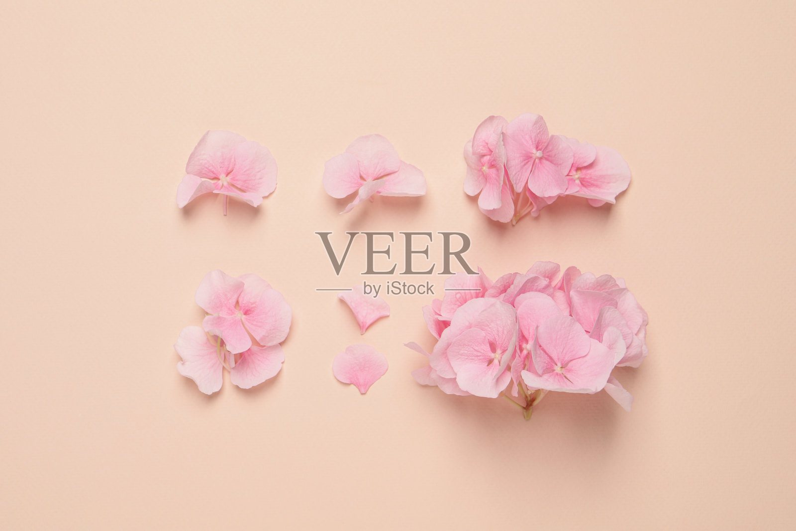 美丽的霍坦花在米色背景，平坦的lay照片摄影图片