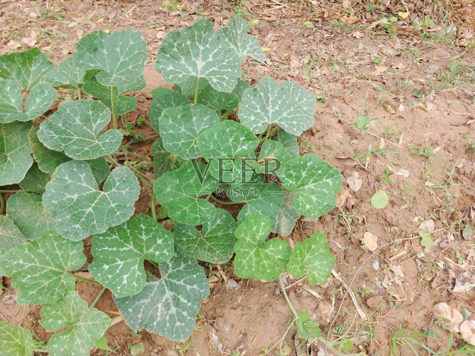 南瓜的叶子照片摄影图片