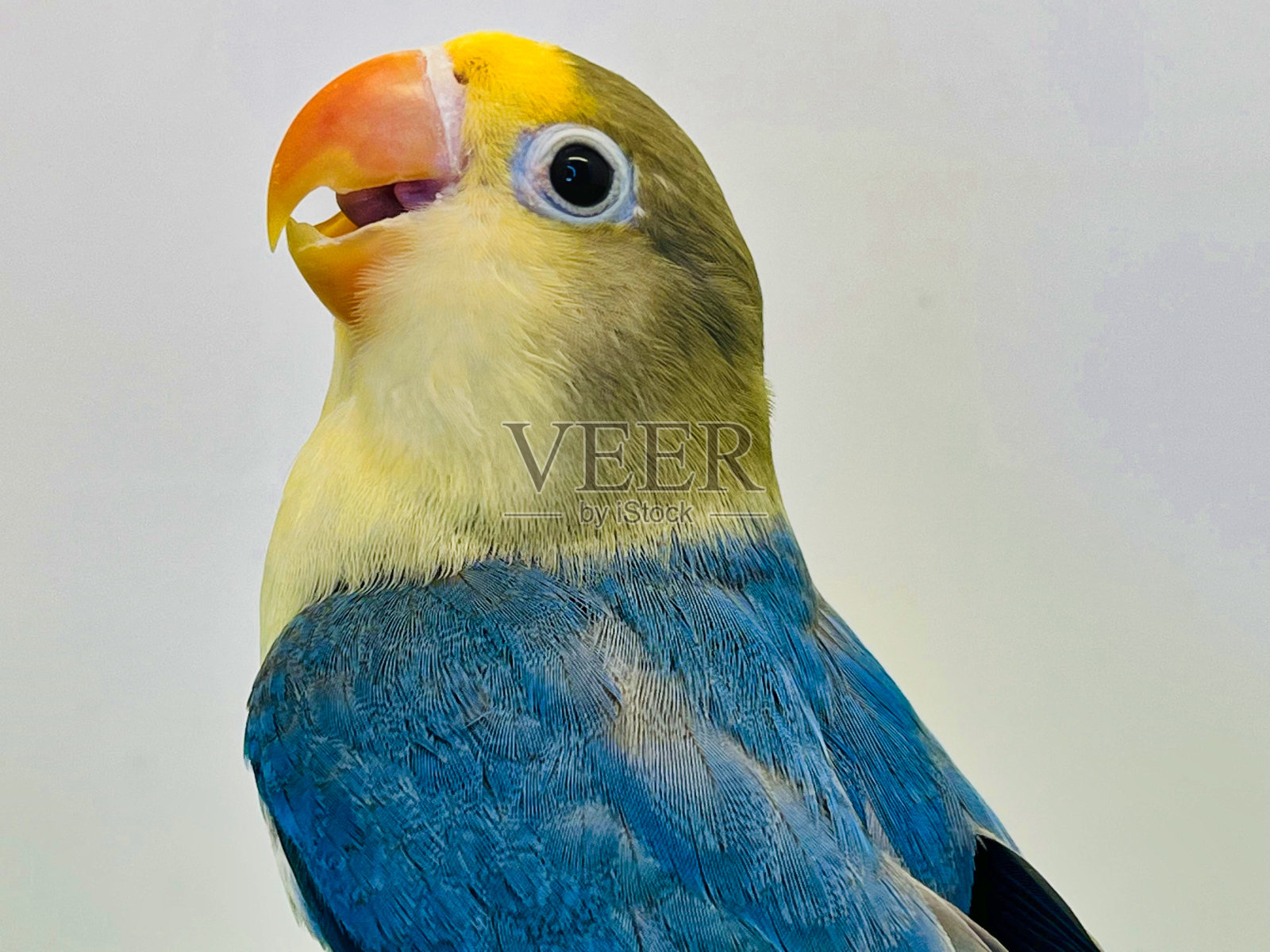 美丽的多色面具(蓝色，灰色和黄色)鹦鹉爱鸟坐在绿色的草地与白色的背景照片摄影图片