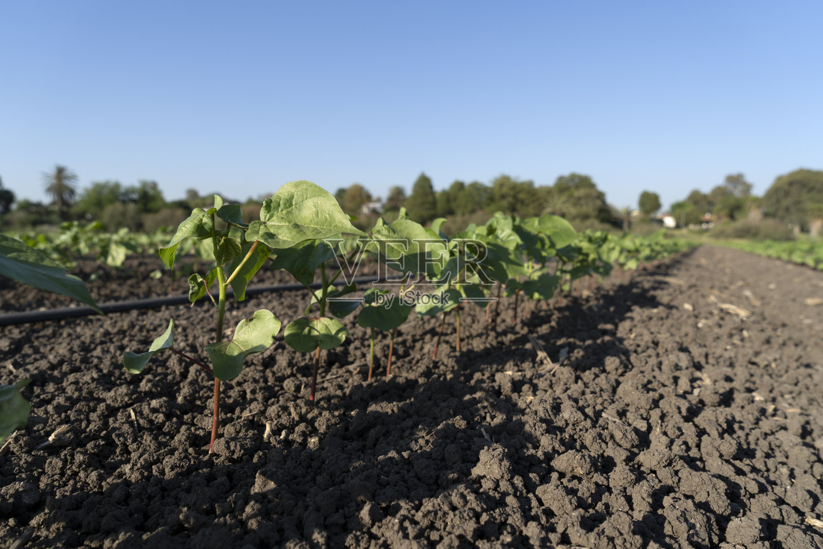 赫费谷的年轻棉花田照片摄影图片