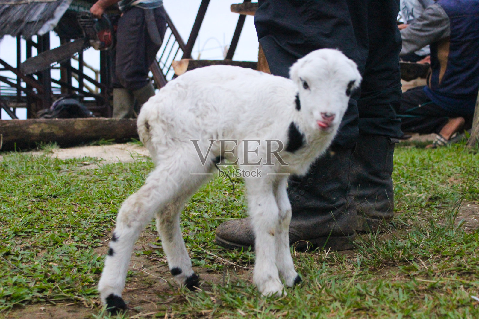 一只一周大的小羊羔在田野里玩耍照片摄影图片