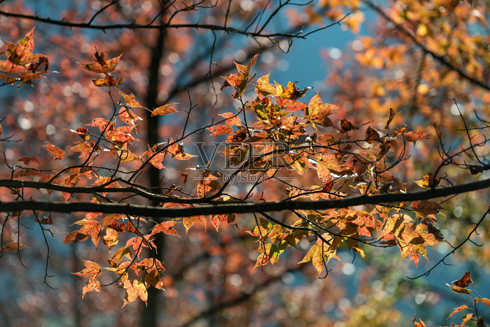 越南曹邦班越湖的枫树照片摄影图片