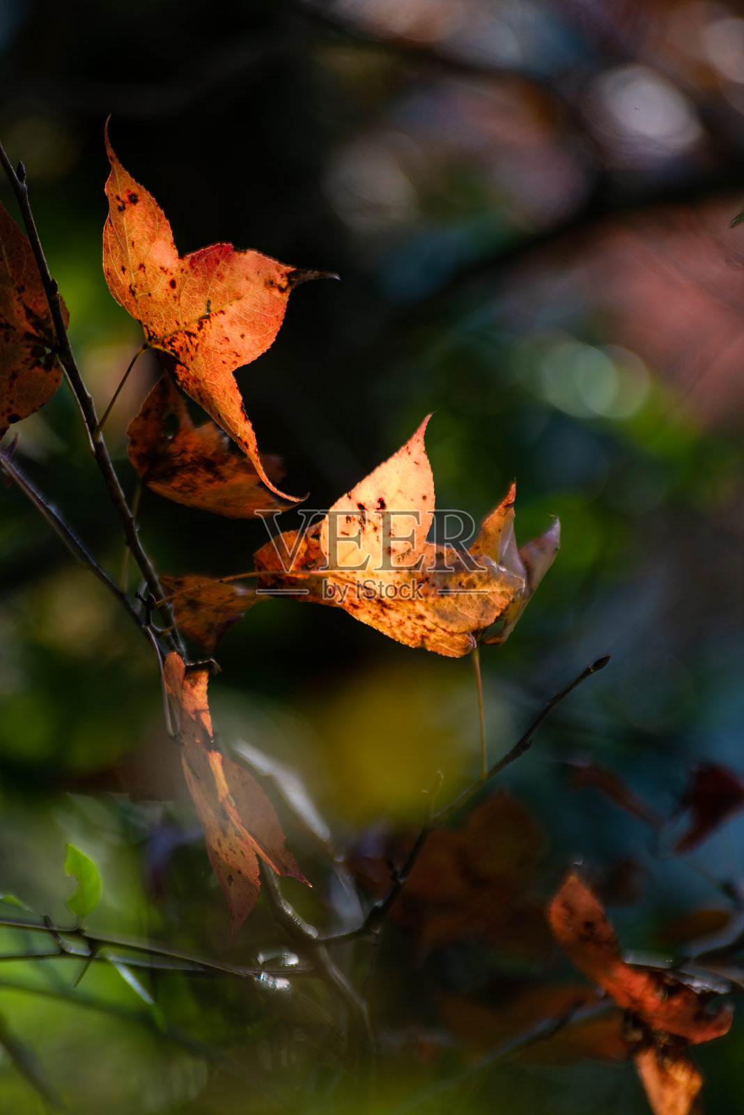 越南曹邦班越湖的枫树照片摄影图片