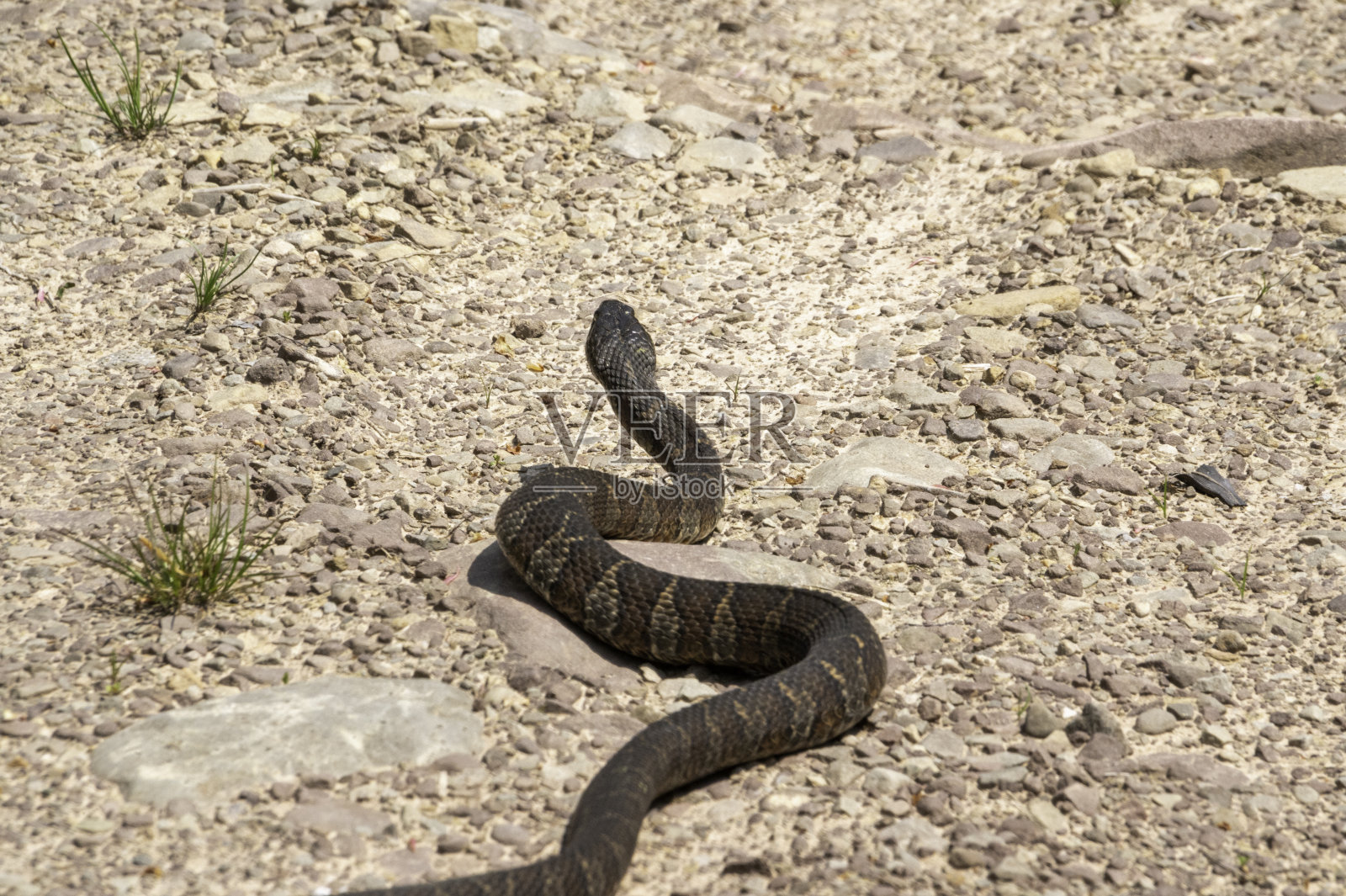 北方水蛇2号照片摄影图片