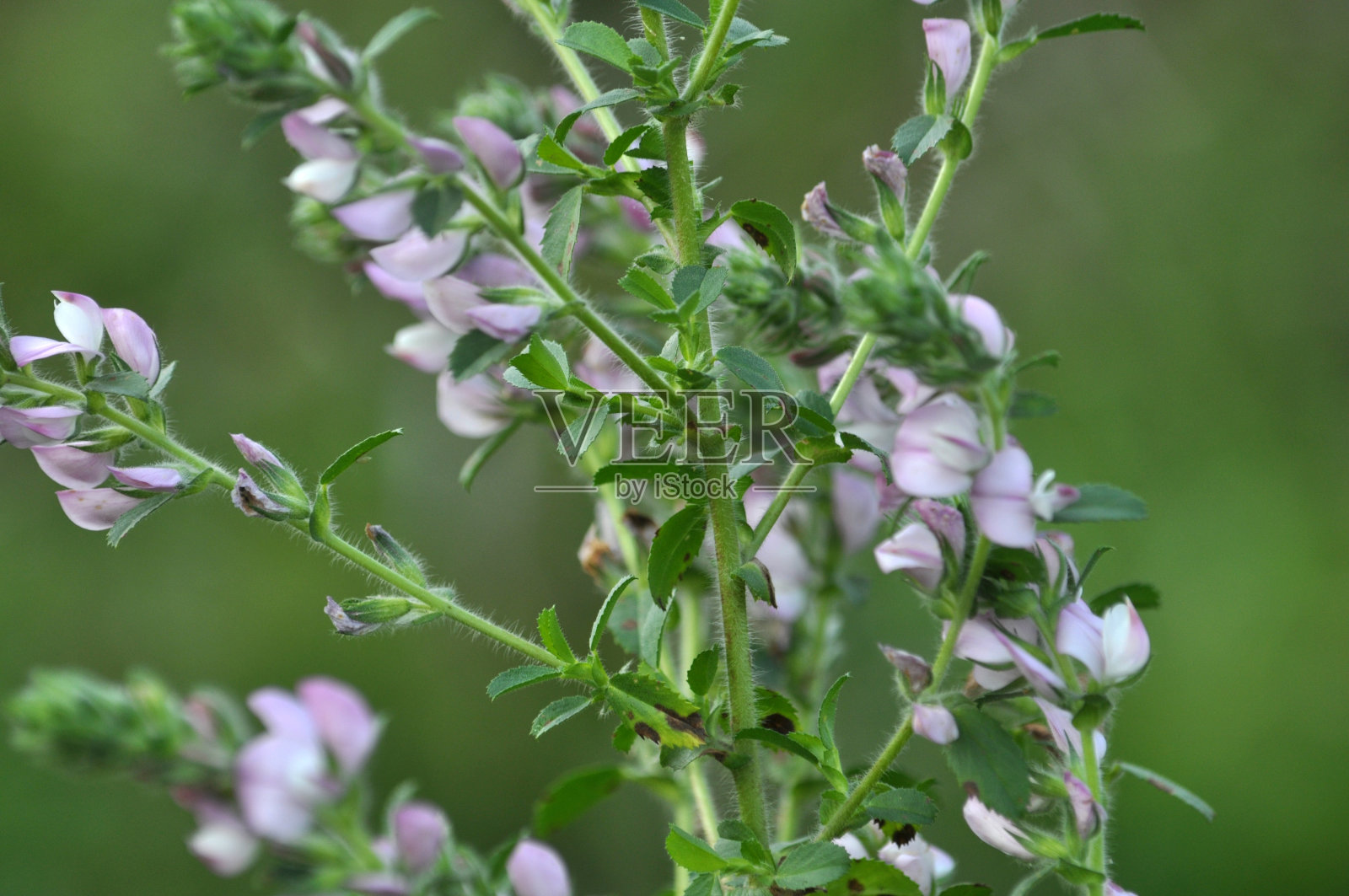 在自然界中，野onis arvensis在草地上开花照片摄影图片